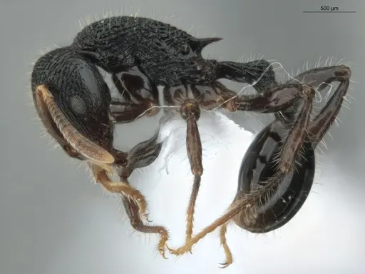 Rogeria procera specimen ECOFOG-GAL18-0105-24 image ecofog-gal18-0105-24_3