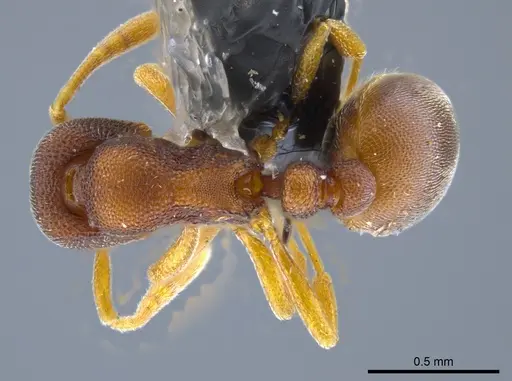 Rogeria prominula specimen MCZ-ENT00036281 image mcz-ent00036281_1