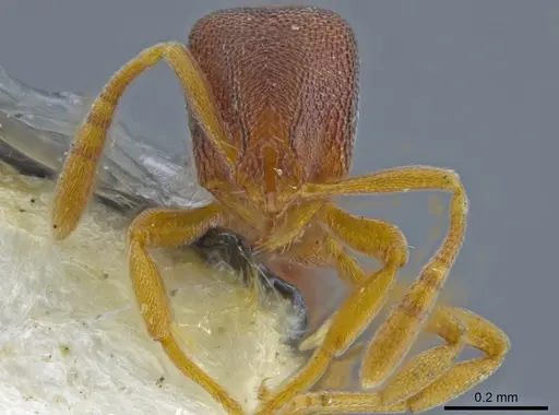 Rogeria prominula specimen MCZ-ENT00036281 image mcz-ent00036281_2