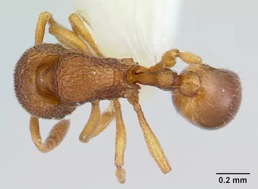 Rogeria scobinata specimen CASENT0178169 image casent0178169_1