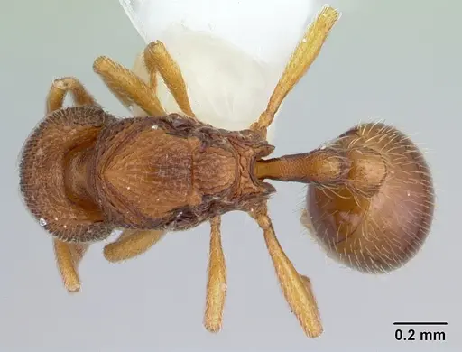 Rogeria scobinata specimen CASENT0178170 image casent0178170_1
