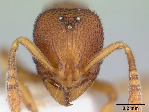 Rogeria scobinata specimen CASENT0178170 image casent0178170_2
