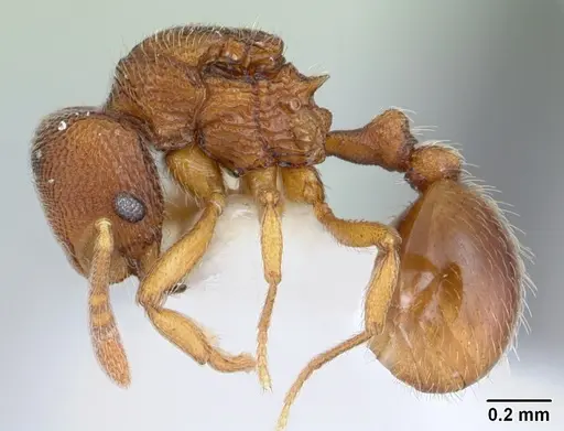 Rogeria scobinata specimen CASENT0178170 image casent0178170_3