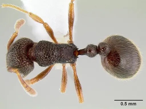 Rogeria stigmatica specimen CASENT0106171 image casent0106171_1