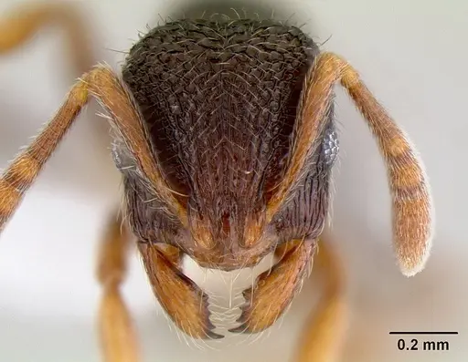 Rogeria stigmatica specimen CASENT0106171 image casent0106171_2