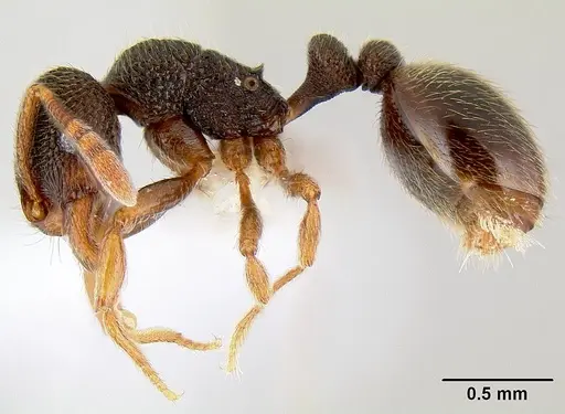 Rogeria stigmatica specimen CASENT0106171 image casent0106171_3