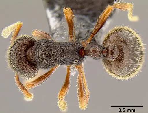 Rogeria stigmatica specimen CASENT0171046 image casent0171046_1