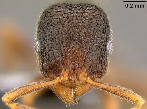 Rogeria stigmatica specimen CASENT0171046 image casent0171046_2