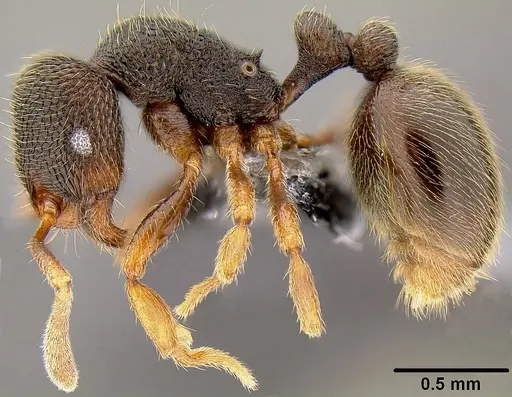 Rogeria stigmatica specimen CASENT0171046 image casent0171046_3