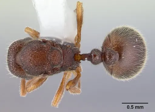 Rogeria stigmatica specimen CASENT0178413 image casent0178413_1
