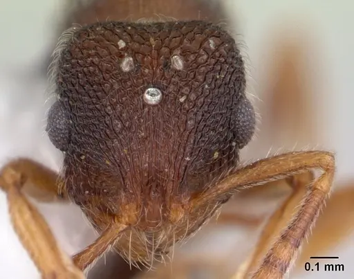 Rogeria stigmatica specimen CASENT0178413 image casent0178413_2