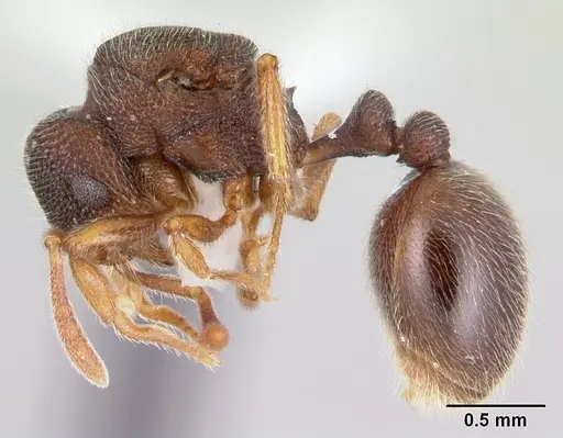 Rogeria stigmatica specimen CASENT0178413 image casent0178413_3