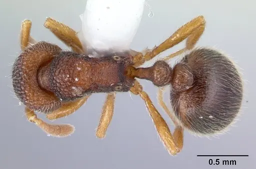 Rogeria stigmatica specimen CASENT0178414 image casent0178414_1
