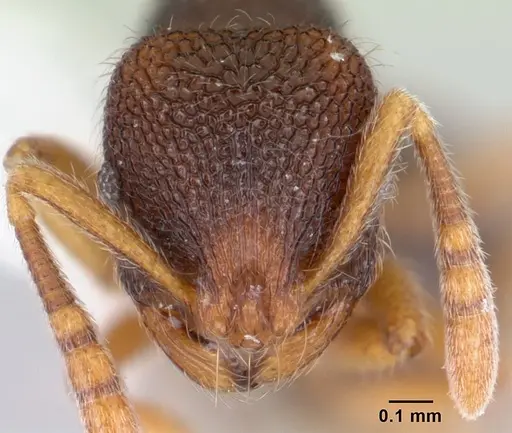 Rogeria stigmatica specimen CASENT0178414 image casent0178414_2