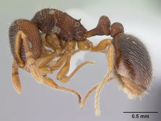 Rogeria stigmatica specimen CASENT0178414 image casent0178414_3