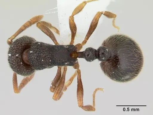 Rogeria stigmatica specimen CASENT0178447 image casent0178447_1