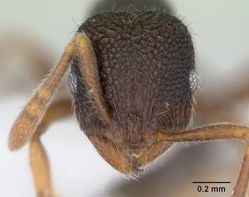 Rogeria stigmatica specimen CASENT0178447 image casent0178447_2