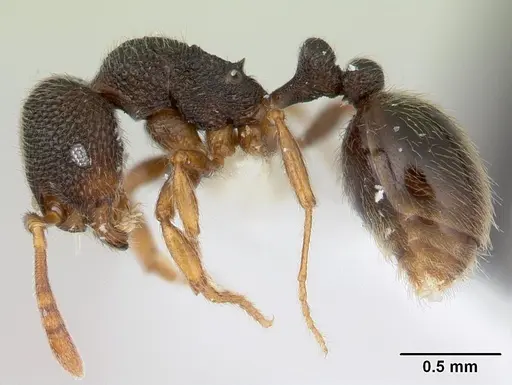 Rogeria stigmatica specimen CASENT0178447 image casent0178447_3