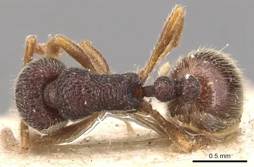 Rogeria stigmatica specimen CASENT0904781 image casent0904781_1