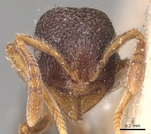Rogeria stigmatica specimen CASENT0904781 image casent0904781_2