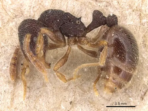Rogeria stigmatica specimen CASENT0904781 image casent0904781_3