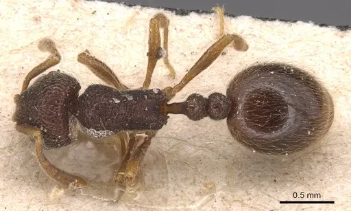 Rogeria stigmatica specimen CASENT0904782 image casent0904782_1