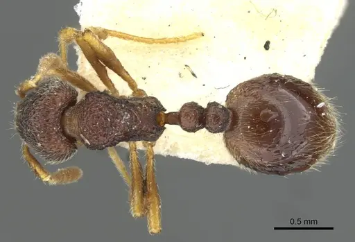 Rogeria stigmatica specimen CASENT0911234 image casent0911234_1