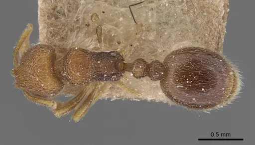 Rogeria stigmatica specimen CASENT0913966 image casent0913966_1