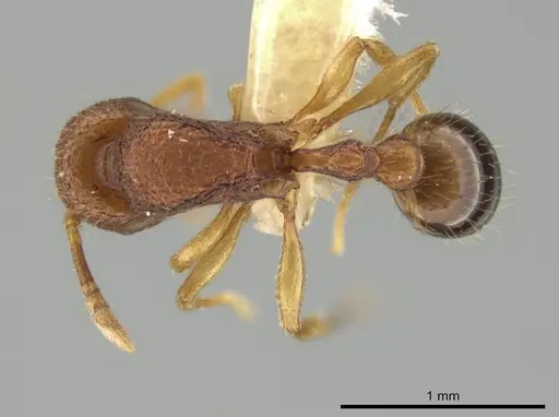 Rogeria subarmata specimen CASENT0649767 image casent0649767_1