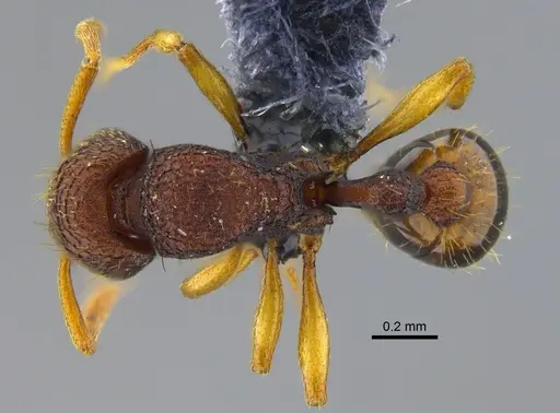 Rogeria subarmata specimen CBUMAGENT41963 image cbumagent41963_1
