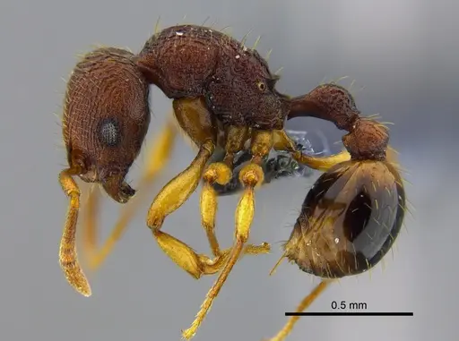 Rogeria subarmata specimen CBUMAGENT41963 image cbumagent41963_3