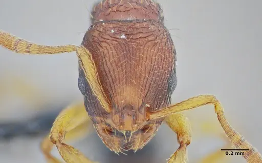 Rogeria subarmata specimen UFV-LABECOL-000733 image ufv-labecol-000733_2