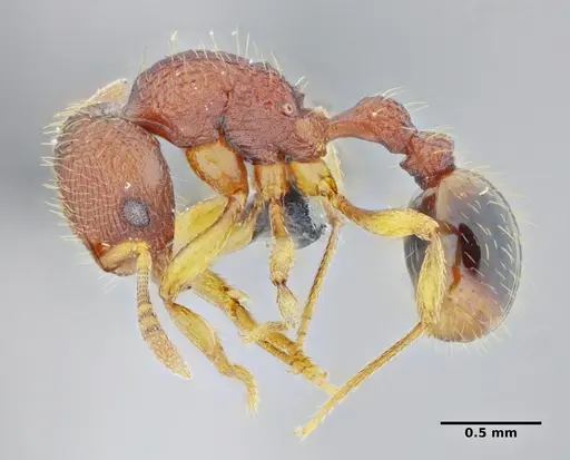 Rogeria subarmata specimen UFV-LABECOL-000733 image ufv-labecol-000733_3