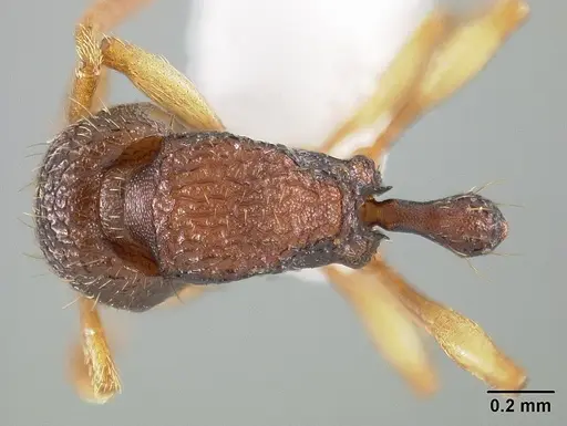 Rogeria subarmata specimen USNMENT01124289 image usnment01124289_1