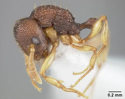 Rogeria subarmata specimen USNMENT01124289 image usnment01124289_2