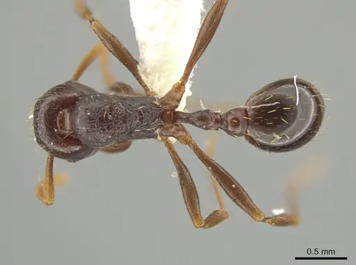 Rogeria terescandens specimen INBIOCRI001279434 image inbiocri001279434_1
