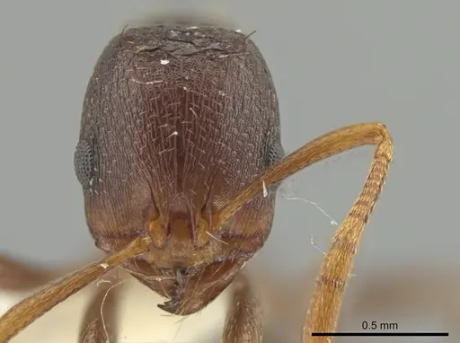 Rogeria terescandens specimen INBIOCRI001279434 image inbiocri001279434_2