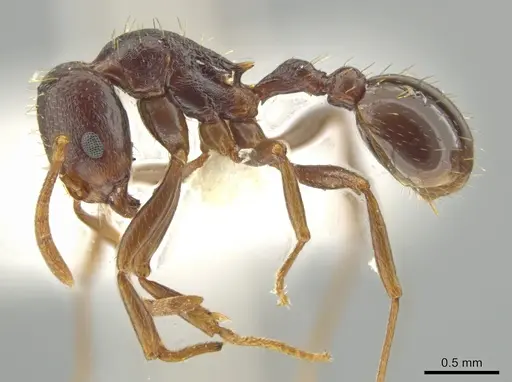 Rogeria terescandens specimen INBIOCRI001279434 image inbiocri001279434_3