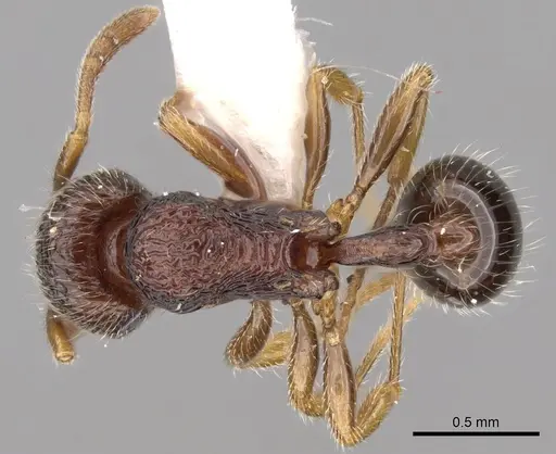 Rogeria tonduzi specimen CASENT0280815 image casent0280815_1