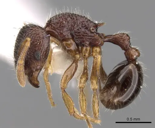Rogeria tonduzi specimen CASENT0280815 image casent0280815_3