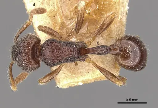 Rogeria tonduzi specimen CASENT0909069 image casent0909069_1