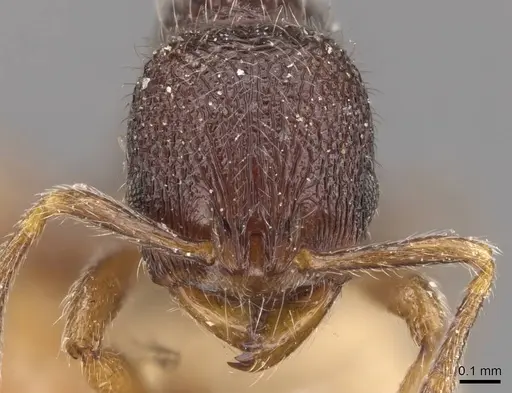 Rogeria tonduzi specimen CASENT0909069 image casent0909069_2