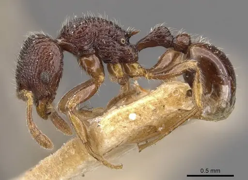 Rogeria tonduzi specimen CASENT0909069 image casent0909069_3