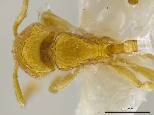 Rogeria tribrocca specimen MCZ-ENT00036282 image mcz-ent00036282_1