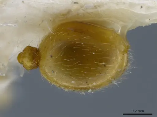Rogeria tribrocca specimen MCZ-ENT00036282 image mcz-ent00036282_2