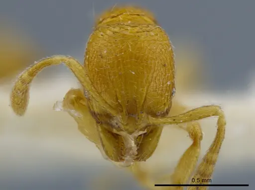 Rogeria tribrocca specimen MCZ-ENT00036282 image mcz-ent00036282_3