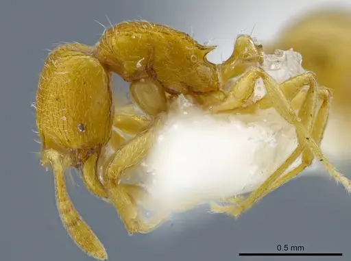 Rogeria tribrocca specimen MCZ-ENT00036282 image mcz-ent00036282_4