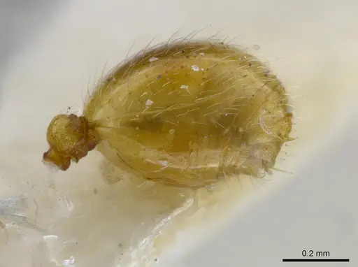 Rogeria tribrocca specimen MCZ-ENT00036282 image mcz-ent00036282_5