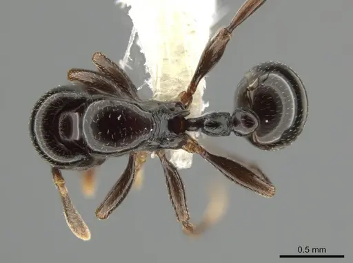 Rogeria tsumani specimen CASENT0646224 image casent0646224_1