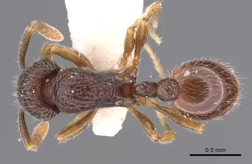 Rogeria unguispina specimen CASENT0900953 image casent0900953_1